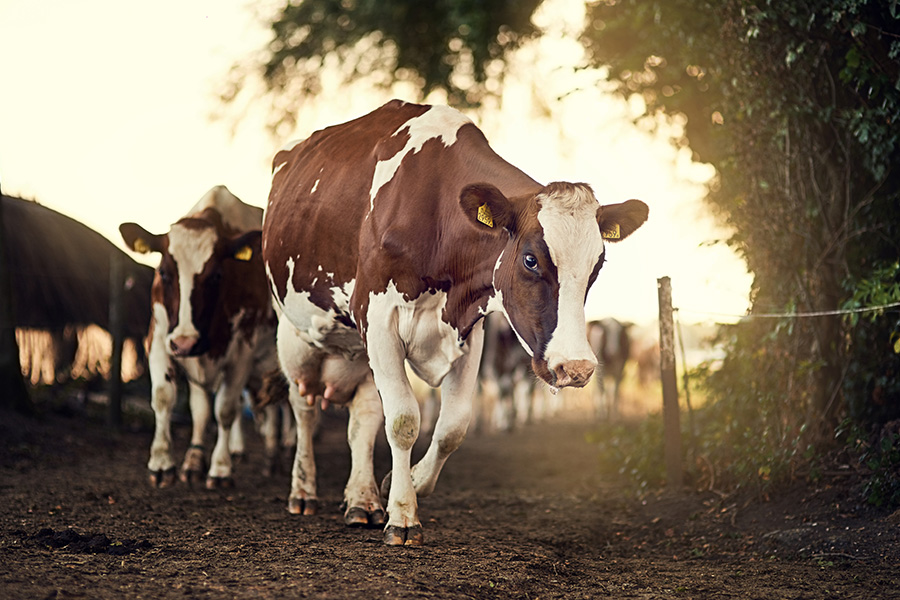 Agricultura
